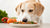 Can Dogs Eat Sour Food? Understanding Your Pup's Dietary Needs