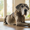 Can Dogs Eat Sourdough Bread? Understanding the Risks and Benefits