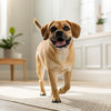 Can Dogs Eat Soy Sauce? Understanding the Risks and Alternatives