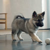 Can Dogs Eat Spaghetti? Understanding the Risks and Benefits