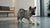 Can Dogs Eat Spaghetti? Understanding the Risks and Benefits