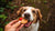 Can Dogs Eat Strawberry Cookies? Understanding the Risks and Benefits-141108543727