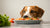 Can Dogs Eat Stuffing Food? Understanding the Risks and Alternatives-140133466351