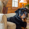 Can Dogs Eat Sugar? Understanding the Impact of Sugar on Your Canine Companion