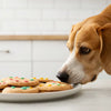 Can Dogs Eat Sugar Cookie Dough?