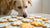 Can Dogs Eat Sugar Cookies with Icing? Understanding the Risks and Safe Practices-140927631599