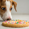 Can Dogs Eat Sugar Cookies with Sprinkles? A Comprehensive Guide for Pet Owners