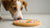 Can Dogs Eat Sugar Cookies with Sprinkles? A Comprehensive Guide for Pet Owners-141108478191