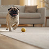 Can Dogs Eat Sunflower Seeds? A Comprehensive Guide for Pet Parents