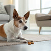 Can Dogs Eat Sweet Biscuits? Understanding the Risks and Alternatives