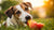 Can Dogs Eat Sweet Food? Understanding the Risks and Alternatives