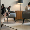 Can Dogs Eat Sweet Potatoes? A Comprehensive Guide for Pet Owners