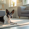 Can Dogs Eat Tangerines? A Comprehensive Guide for Pet Owners
