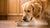 Can Dogs Eat the Same Food Everyday? Understanding Canine Nutrition and Routine