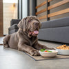 Can Dogs Eat Tofu? A Comprehensive Guide for Pet Owners