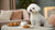 Can Dogs Eat Tortillas? Understanding the Risks and Benefits