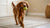 Can Dogs Eat Turkey? A Comprehensive Guide for Pet Owners