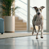 Can Dogs Eat Turnips? A Comprehensive Guide for Pet Parents