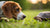 Can Dogs Eat Turtle Food? Understanding the Risks and Alternatives