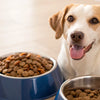 Can Dogs Eat Two Different Foods?