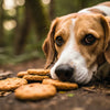 Can Dogs Eat Vanilla Extract in Cookies? Navigating Vanilla Safety for Your Dog