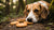 Can Dogs Eat Vanilla Extract in Cookies? Navigating Vanilla Safety for Your Dog-141108805871
