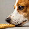Can Dogs Eat Vanilla Wafer Cookies? Exploring the Sweet Truth