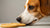 Can Dogs Eat Vanilla Wafer Cookies? Exploring the Sweet Truth