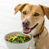 Can Dogs Eat Vegan Food? Understanding the Plant-Based Diet for Our Canine Companions