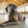 Can Dogs Eat Vegetables? A Comprehensive Guide for Pet Owners
