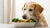 Can Dogs Eat Vegetarian Food? Understanding the Nutritional Needs of Our Canine Companions-140295078127