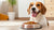 Can Dogs Eat Warm Food? Understanding the Benefits and Best Practices-140853772527