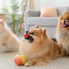 Can Dogs Eat Wasabi? Understanding the Risks and Realities