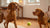 Can Dogs Eat Watermelon? A Comprehensive Guide for Pet Owners