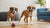 Can Dogs Eat Wet and Dry Food Together?