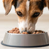 Can Dogs Eat Wet Cat Food Every Day? Understanding the Risks and Nutritional Implications