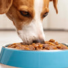 Can Dogs Eat Wet Cat Food Once? Understanding the Risks and Realities