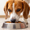 Can Dogs Eat Wet Dog Food? Understanding the Benefits and Considerations
