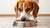 Can Dogs Eat Wet Dog Food? Understanding the Benefits and Considerations