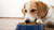 Can Dogs Eat Wet Food Daily? Exploring the Pros and Cons of Wet Dog Food