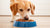 Can Dogs Eat Wet Food Every Day? A Comprehensive Guide