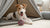 Can Dogs Eat Yogurt? Understanding the Benefits and Risks