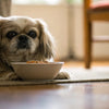 Can Dogs Eat Zucchini? A Comprehensive Guide for Pet Owners