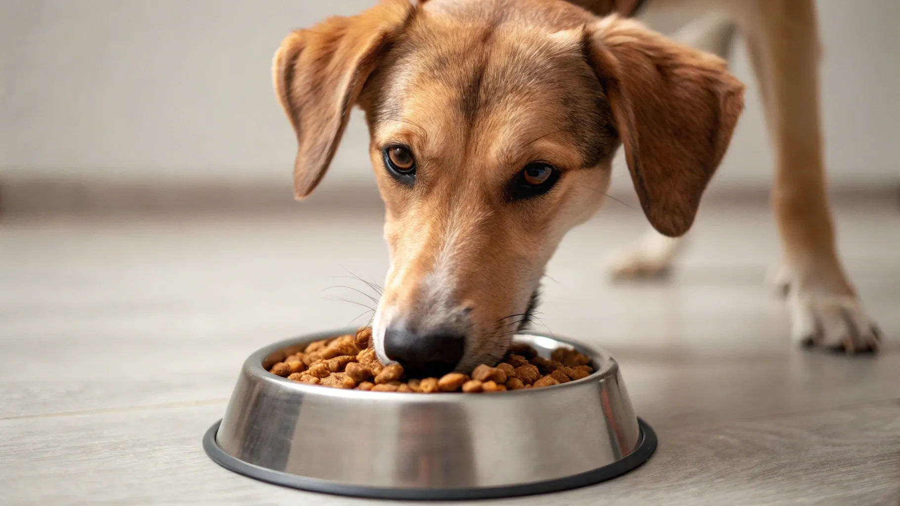 Curated visual reference: Visual Reference: Can Dogs Eating Cat Food Hurt Them Understanding The Risks