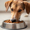 Can Dogs Eating Cat Food Hurt Them? Understanding the Risks and Recommendations