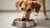 Can Dogs Eating Cat Food Hurt Them? Understanding the Risks and Recommendations