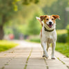 Can Dogs Exercise After Vaccination? What Every Pet Owner Needs to Know