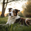 Can Dogs Gain Weight from Eating Poop? Understanding Coprophagia and Its Implications