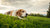 Can Dogs Gain Weight from Stress? Understanding the Connection Between Stress and Canine Weight Gain