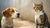 Can Dogs Get Diarrhea from Eating Cat Food? Understanding the Risks and How to Prevent It